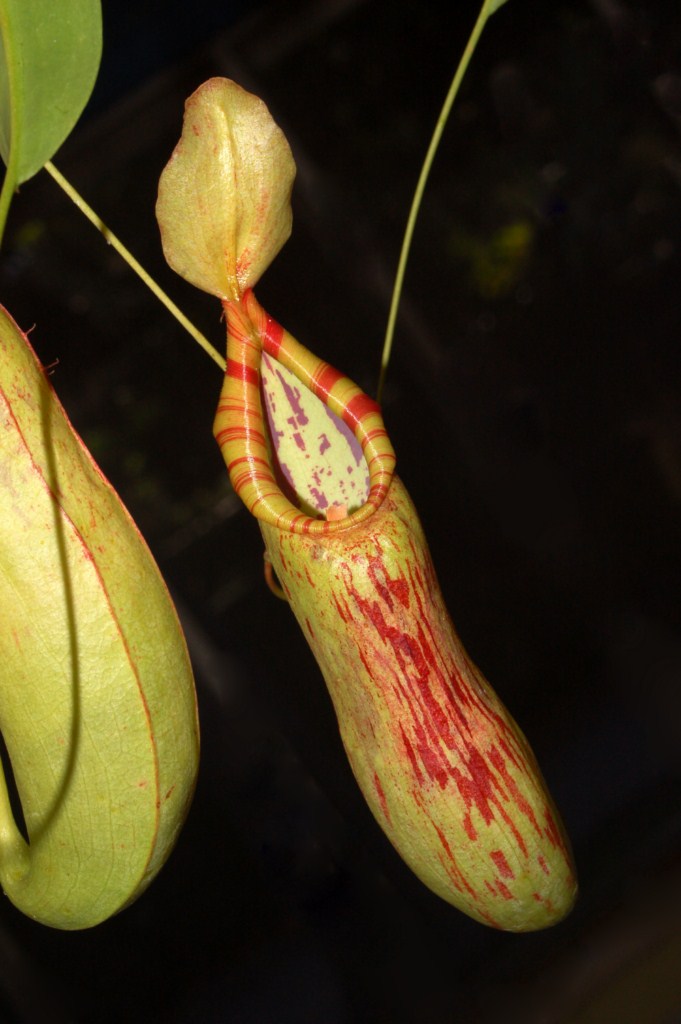 Nepenthes